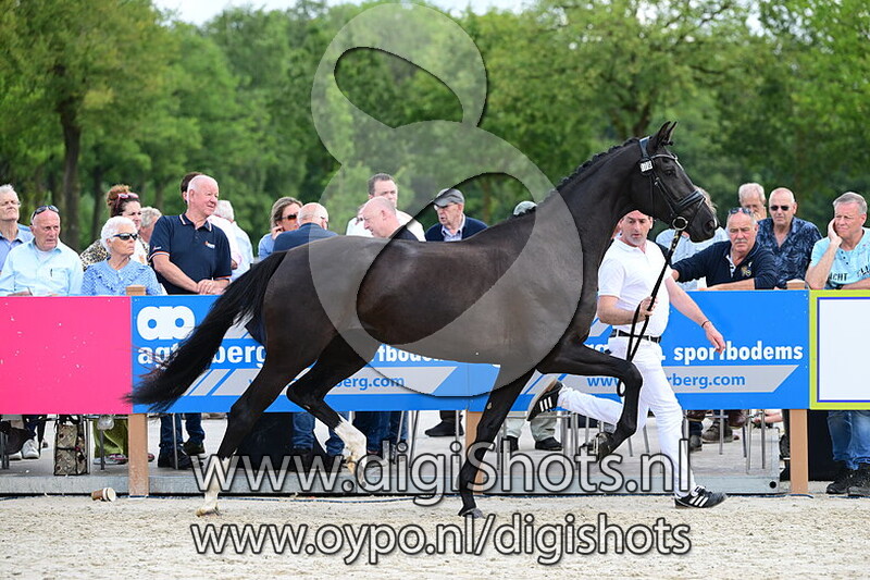 Vinca vd Wolfshoeve - 178