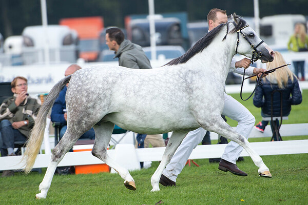 Centrale Keuring Kootwijk
