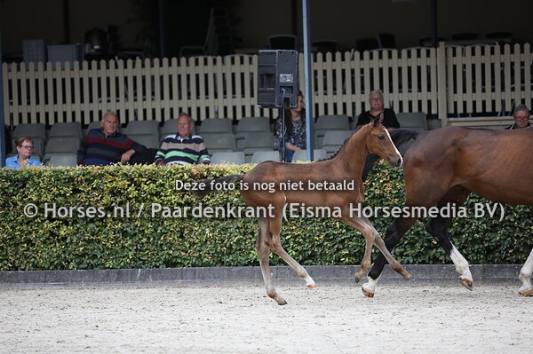 112 Orange (Kasper DDH x Ankyniek v. Concetto)