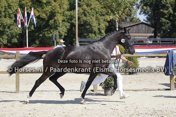 120 Kommeskyke v Dream Boy