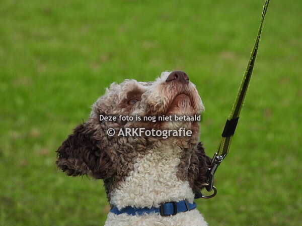 De Roedel 24 nov.2024