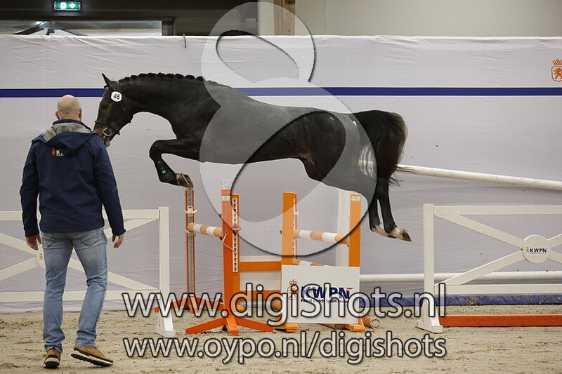 Shadow TH v. Commil Champ Z