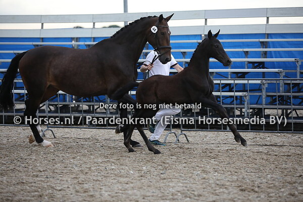44 Olilly (Trafalgar x Free Darah v. Sungold) (1)