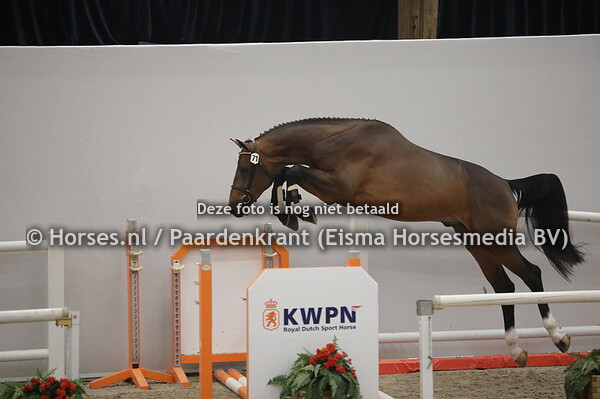 71 D'Avicii JL Z (Dominator Z x Carintina v. Caretino)