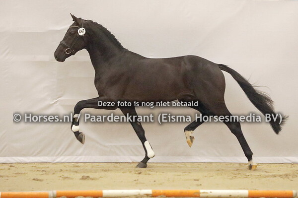 13-12-23 KWPN 1e bez dressuur