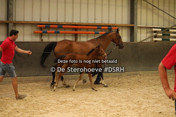 b. 16.mannelijke springveulens