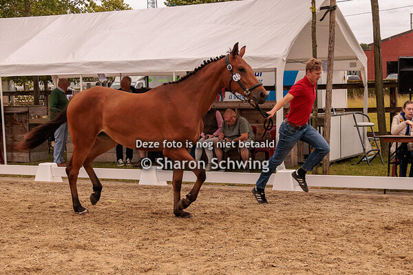 Vrouwelijke Tweejarigen Springen