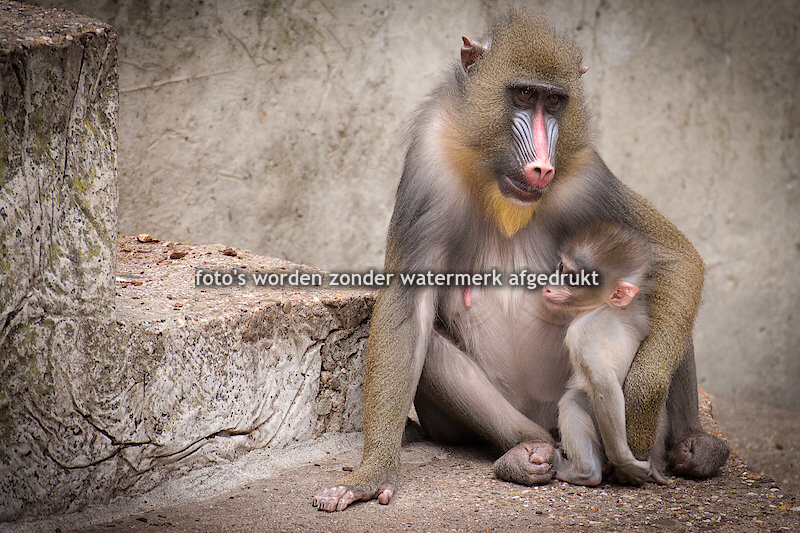 Mijn werk aan uw muur