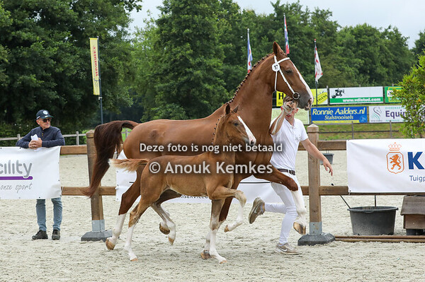 17 - Vyanolia JRR ( Olympus HS x Aron HBC )