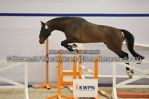 73 (Elvis ter Putte x Animo)