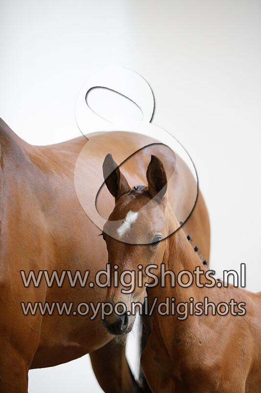 Unbreakable van het Gerendal Z v. Untouched