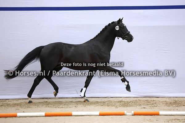 311 (Dante US x Ferguson)