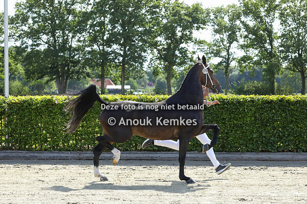 Saliena ( Cizandro x Patijn )