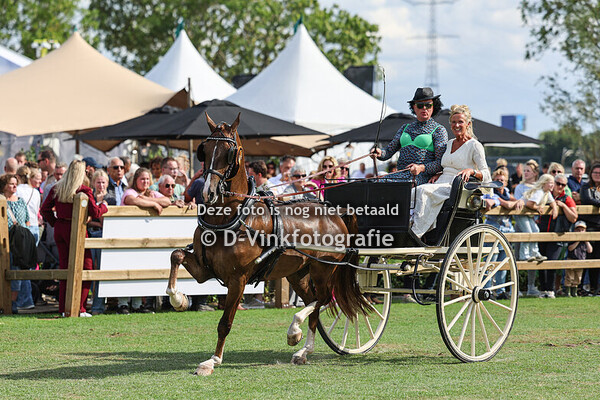 Rubriek 7 éénspannen damesklasse