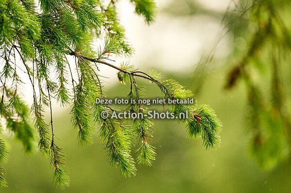 MHT 2025 - Cross - CCI3