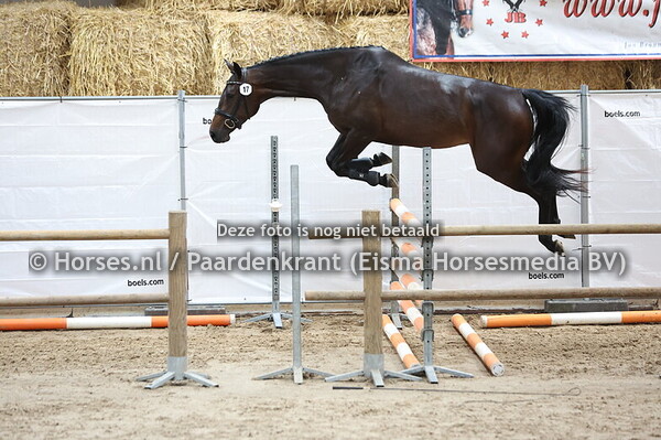 17 Supernova d Ometa (Lingo vd Watermolen x Nova Ometa)