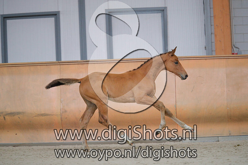 O Macho v. Eldorado van de Zeshoek