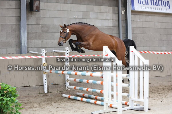 10 So Bellie (Conthargos x Ilsebellie W v.Zirocco Blue)