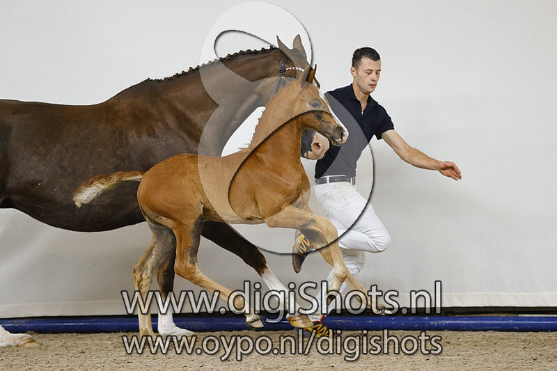 Popstar Texel v. Ferdinand