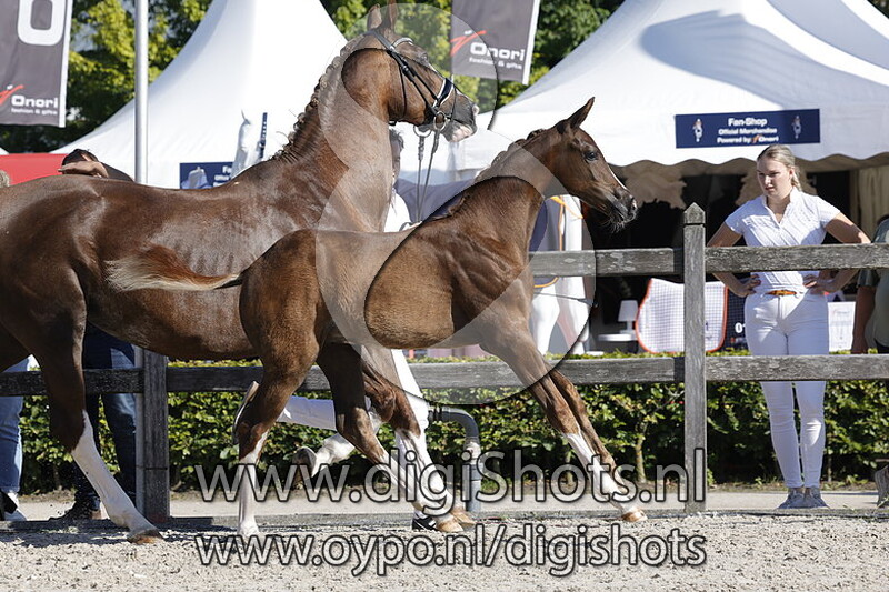 The Boss v. Le Formidable