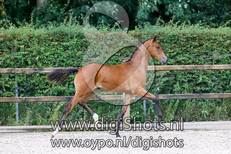 Rosatrichta van de Westen v. Le Formidable