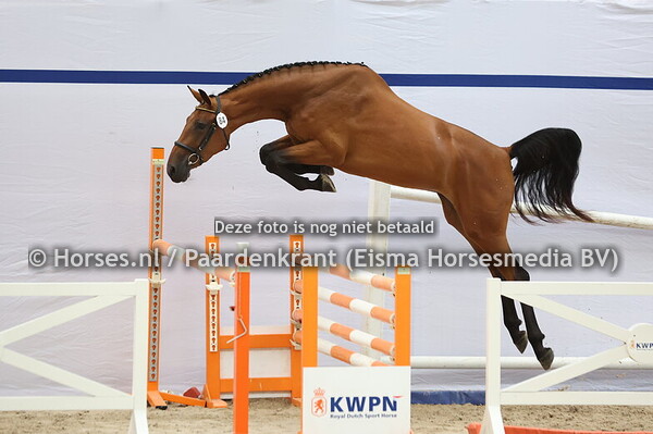 84 Salsalien (Mees van de Watermolen x La Selien)