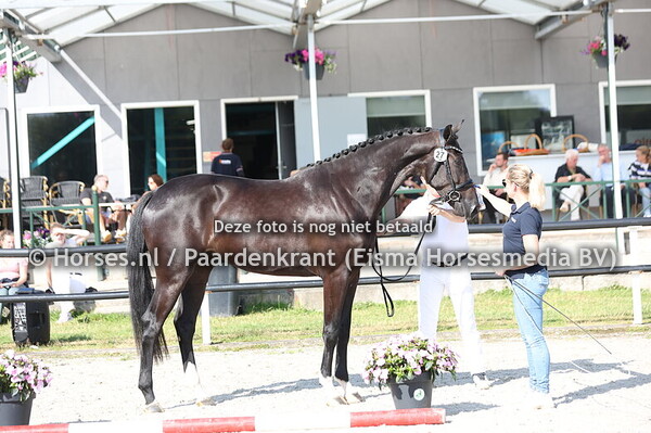 27 Signorita (IBIZA x GOYA V. UPHILL)