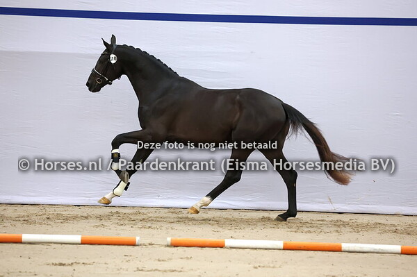 310 (Dante US x Jazz)