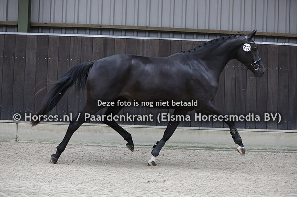 231 Momeau (Glock's Toto jr x Zigane v. Krack C)