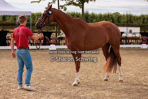 Merries van 4 jaar en ouder dressuur