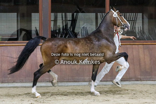 Pebora ( Icellie x Patijn )