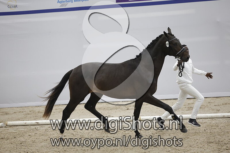 Patron A.K. v. Koning - 458