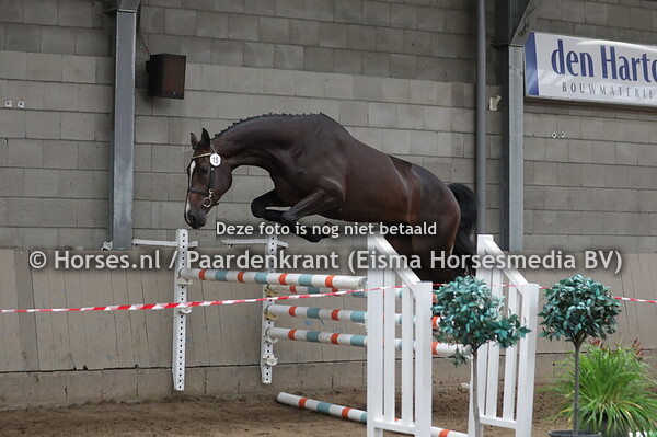 15  Talentieni Number One Z (Taloubet Z x Elieni v. Numero Uno) (1)