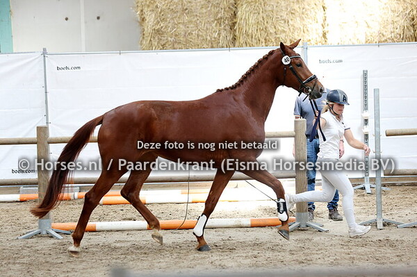 40 She is all you want AMR (Mowgli VOD x Here I Am v. Vivaldi)