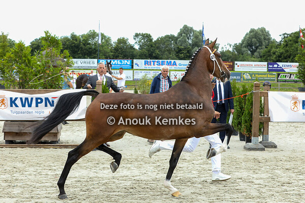 49 - Solivia ( Icellie x Manno )