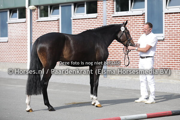 96 Navtex (Harley VDL x Coblesse TH v. Chin Chin)