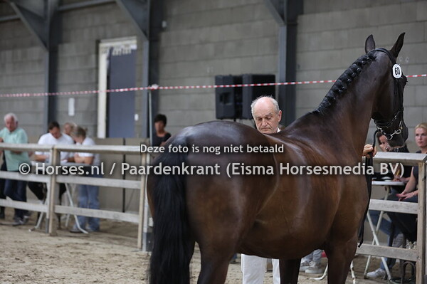 60 Hypolyta (Charmeur x Voice v. Ferro) (