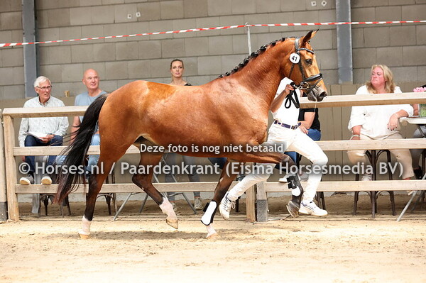 41 Sangria (Dynamic Dream x Nuranja v.Governor)