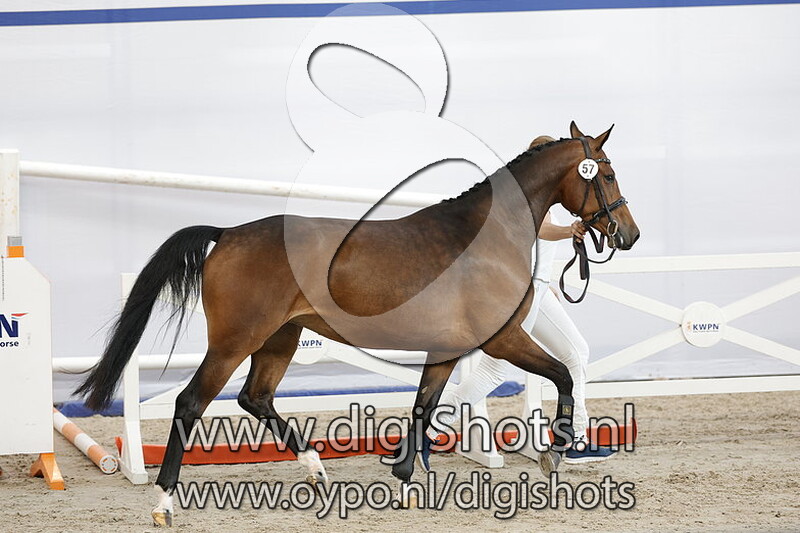 Pustanza P v. Gerardus