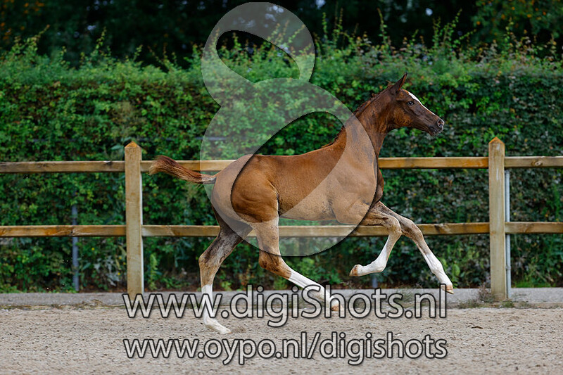 Res Non Verba IL v. Le Formidable