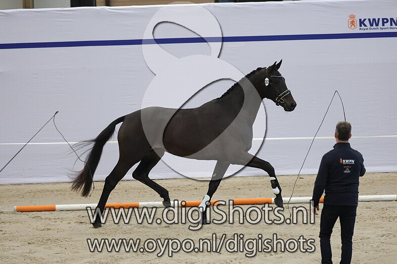 Tsavo van 't Studutch