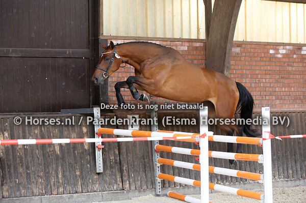 4 Suela (New Pleasure x Manuela v. Toulon)