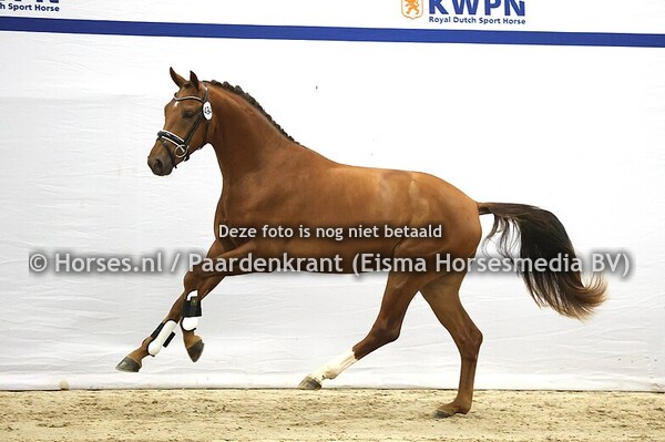 13-12-2025 1e bez KWPN dressuur