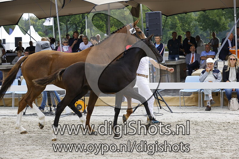 108 Risamante MCB v. Glamourdale