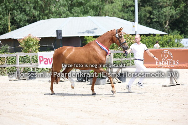 51 Odessa  JB (Desperado x .Hailey v. Apache)