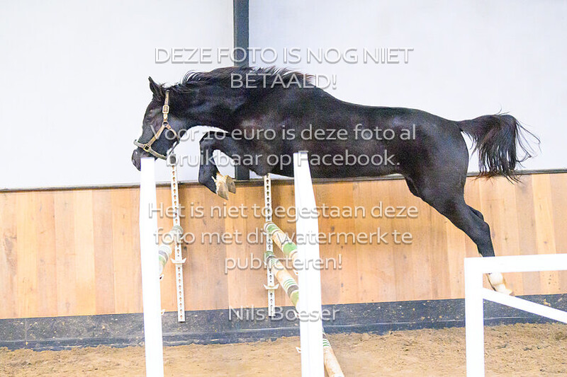 Paard_21