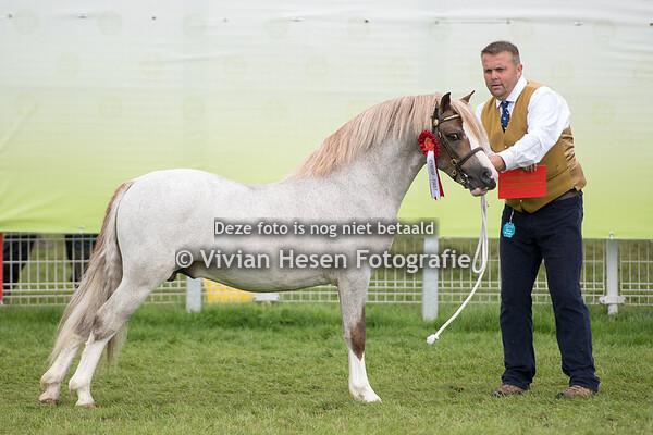 Two year Old Colts Section A