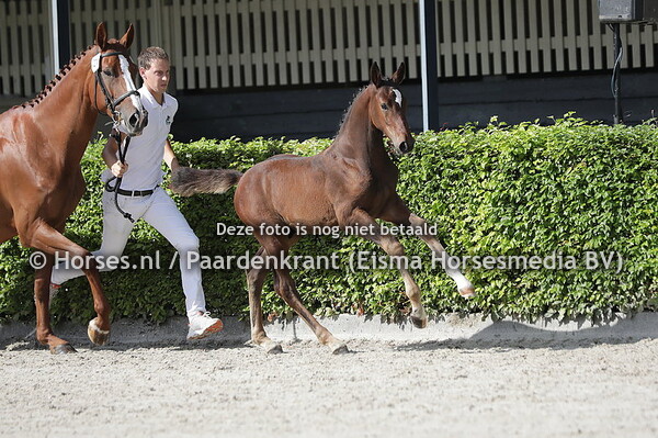 21 Seigneur de Fleur B (Cayetano Z x Fleur d'Usance v. Arko III)