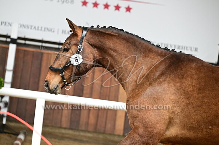 Canon Simba Girl - nr. 8