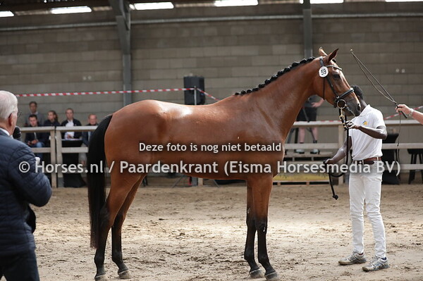 59 Onarijke (Romanov Blue Hors x redorijke v. Jazz)